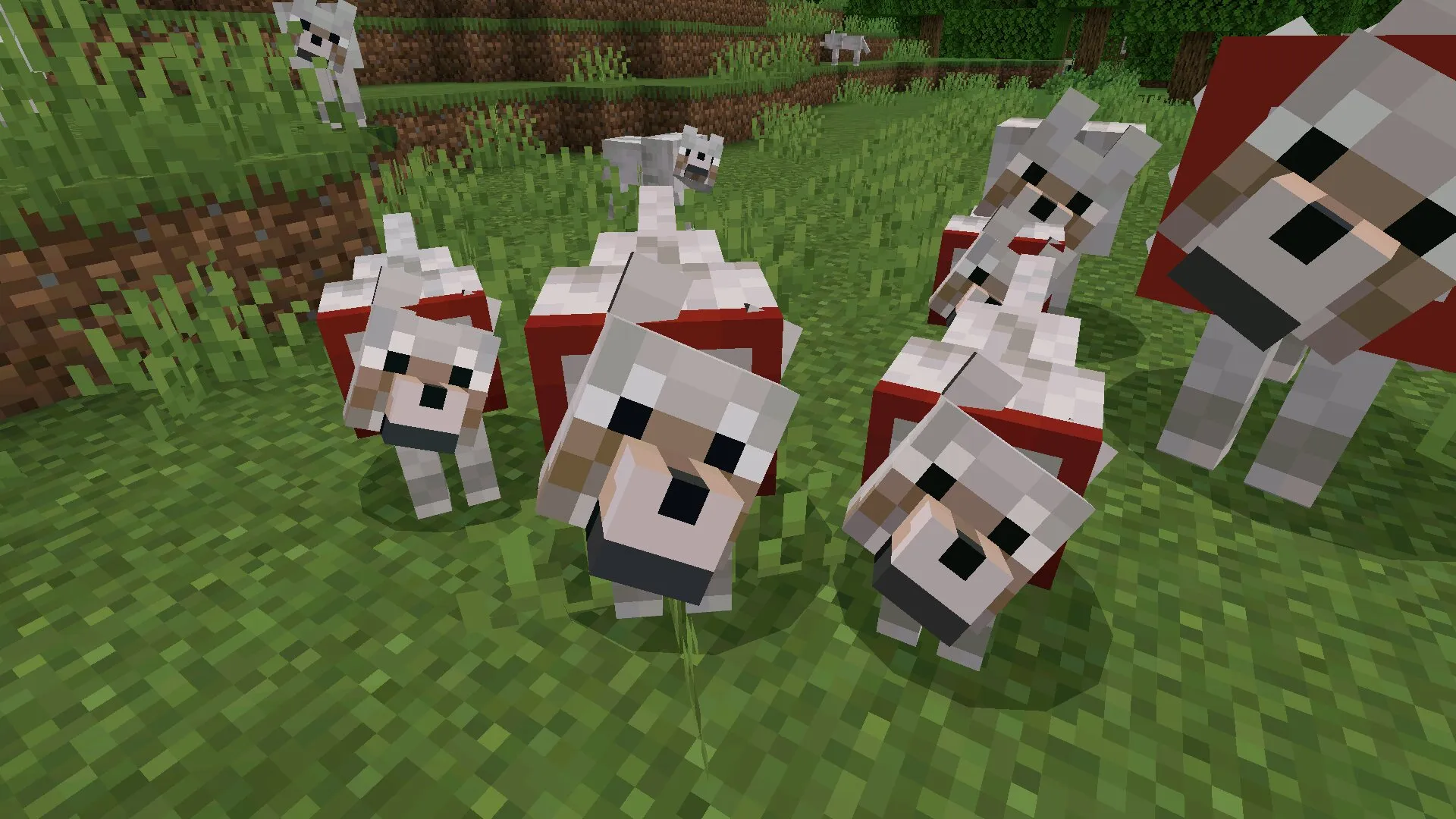 Скачать мод на волков в Майнкрафт ПЕ